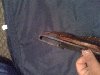holster 3.jpg