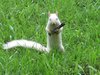killersquirrel.jpg