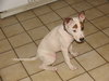 Lilli