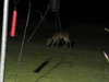 Nightime Deer59.jpg