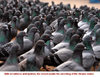 pigeons.jpg