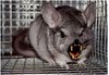 RabidChincilla.jpg