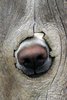 dog nose.jpg