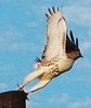 hawk