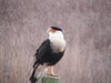 Atwood Prarie chicken refuge Crested CARACARA Falcon14.jpg
