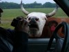 horns.jpg