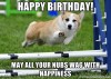 corgi birthday.jpg